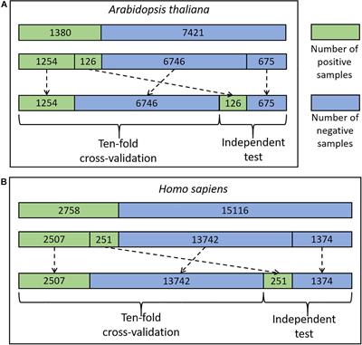 DeepCSO: A Deep-Learning Network Approach to Predicting Cysteine S-Sulphenylation Sites